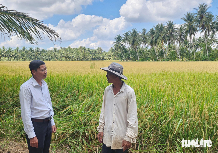 Phòng Nông nghiệp và Phát triển nông thôn huyện Tiểu Cần hướng dẫn ông Sanh ứng phó hạn mặn khi lúa sắp chuẩn bị thu hoạch - Ảnh: HOÀI THƯƠNG