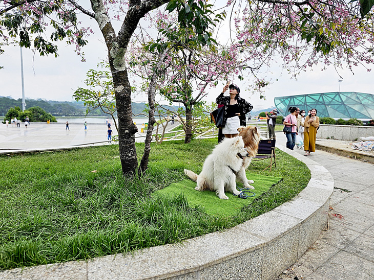 Chó được đưa ra chiếm giữ không gian đẹp ở gốc mai anh đào tại Đà Lạt để chủ chó thu tiền khách chụp ảnh - Ảnh: L.A.