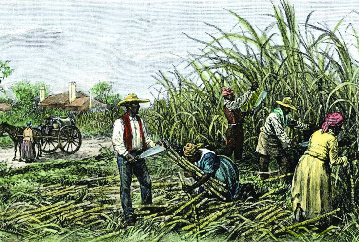 Nô lệ thu hoạch mía trên đồn điền phía Nam nước Mỹ những năm 1800. Ảnh: The North Wind Picture Archives/ Alamy