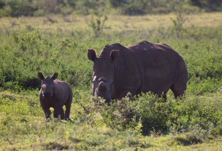 Hai mẹ con tê giác trong một khu bảo tồn ở Nam Phi - Ảnh tư liệu: Reuters