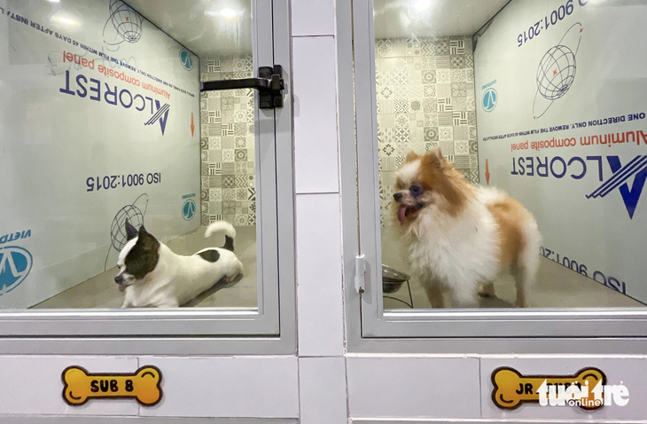 Hình ảnh tại một cơ sở chăm sóc thú cưng (chó) ở TP Thủ Đức - Ảnh: CHÂU TUẤN