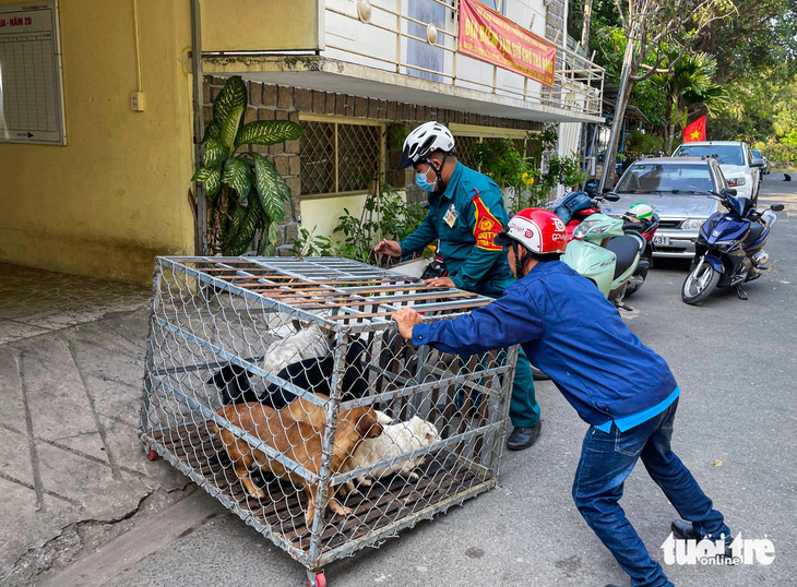Đội chuyên trách bắt chó thả rông ở phường Hiệp Bình Chánh, TP Thủ Đức - Ảnh: CHÂU TUẤN