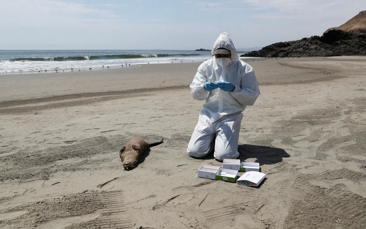 Nhân viên y tế kiểm tra một con rái cá chết ở bãi biển Chepeconde, Peru xem có phải do cúm gia cầm hay không - Ảnh: Reuters