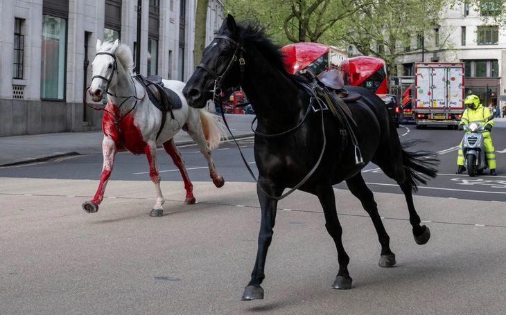 Hai con ngựa bị sổng chuồng chạy loạn trên đường phố London sáng 24-4 - Ảnh: THE TELEGRAPH
