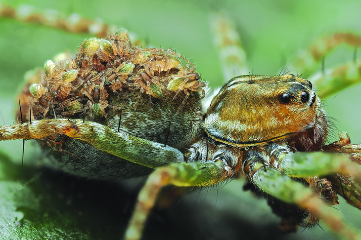 Nhiều nhện con trưởng thành đã tách mẹ, chỉ còn lại vài con trên lưng
