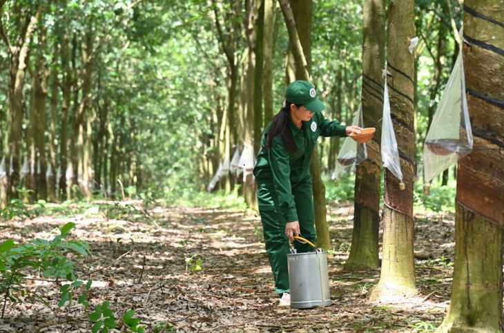 Công nhân thu hoạch mủ trên vườn cây đã đạt Chứng chỉ quản lý rừng bền vững VFCS/PFEC-FM của Công ty TNHH MTV Cao su Phú Riềng