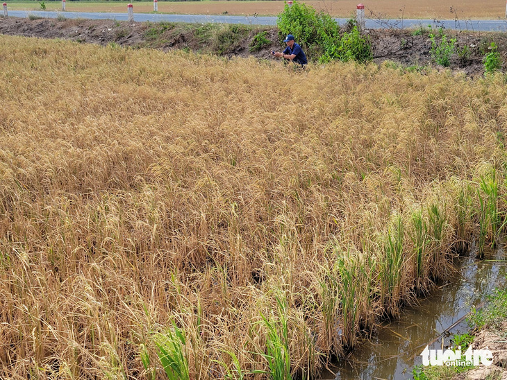 Lúa chết vì bị mặn xâm nhập trong mùa khô năm 2024 - Ảnh: CHÍ QUỐC 