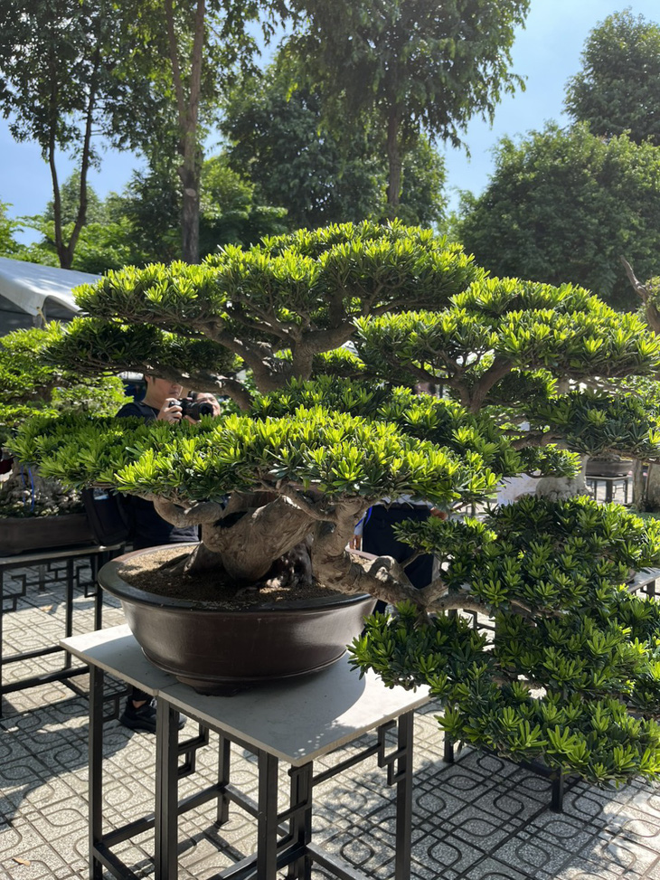 Cây tùng bonsai có giá 5 tỉ được trưng bày tại triển lãm - Ảnh: BTC