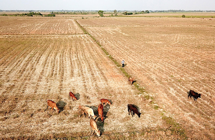 Hạn hán khiến nhiều cánh đồng ở huyện Trần Đề, Sóc Trăng không còn nước sản xuất lúa, những nơi còn nước thì cũng bị mặn xâm nhập - Ảnh: CHÍ QUỐC