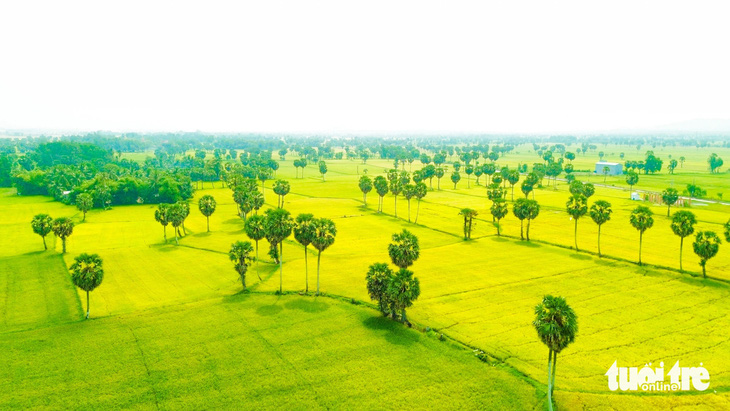 Campos de arroz maduros y dorados en Occidente - Foto: CHI CONG