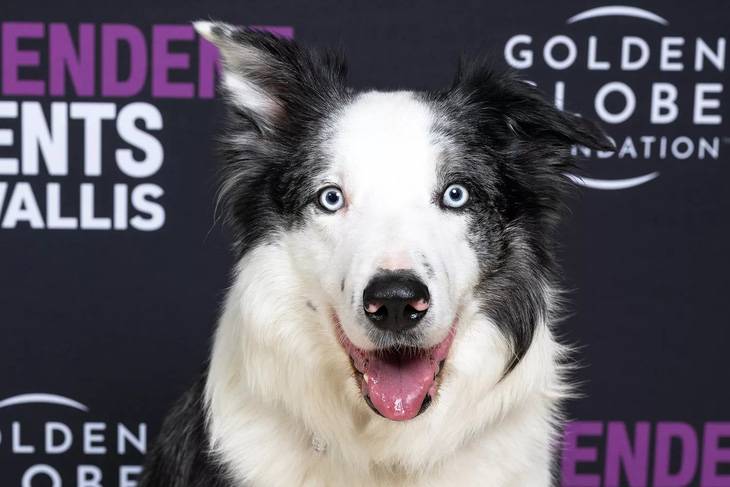 Chân dung ngôi sao 4 chân - chú chó Messi tại lễ trao giải Quả cầu vàng năm nay - Ảnh: GETTY IMAGES
