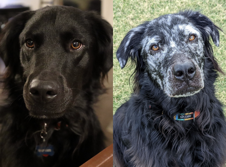 Buster (phải) sau 9 tháng phát hiện mắc bệnh bạch biến. 