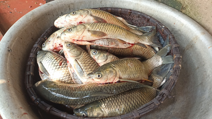 Số cá nuôi lồng trên sông Mã của người dân huyện Bá Thước bị chết là cá thành phẩm, gây thiệt hại nặng nề cho người nuôi cá - Ảnh: CTV