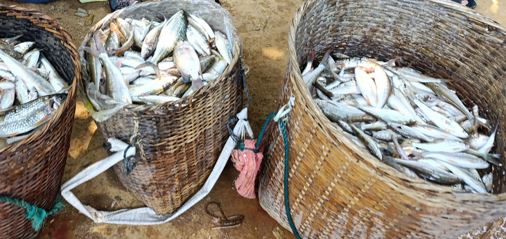 Số cá người dân bản Hiết, xã Sơn Thủy, huyện Quan Sơn đánh bắt được từ suối Xia ngày 28-4 - Ảnh: LỮ ANH HƯỚNG