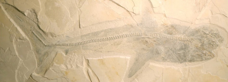 Hóa thạch cá mập Ptychodus được tìm thấy ở Mexico - Ảnh: Romain Vullo