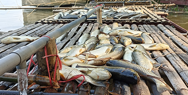 Cá nuôi lồng trên sông Mã, đoạn qua huyện Bá Thước (Thanh Hóa) chết hàng loạt những ngày qua chưa rõ nguyên nhân - Ảnh: CTV