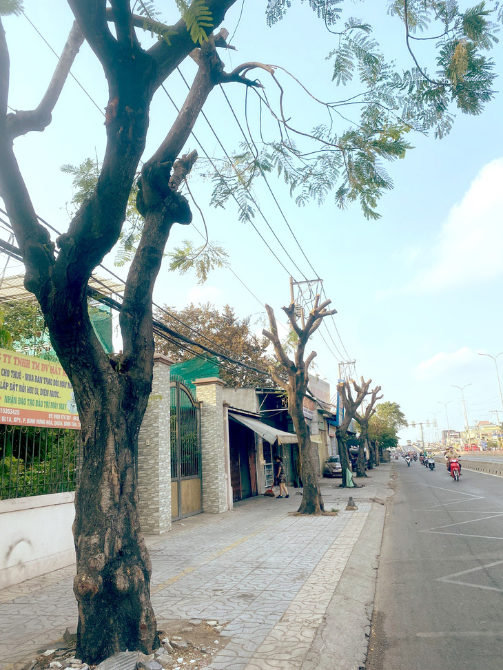 Hàng cây bị cắt trụi lá trên quốc lộ 1, thuộc quận Bình Tân, TP.HCM  - Ảnh: HỒNG ĐIỆP