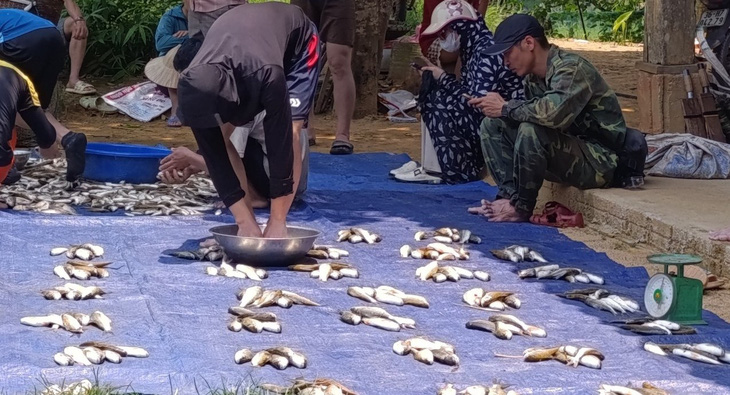 Số cá đánh bắt tập thể thu được trong ngày 28-4, Ban quản lý bản Hiết, xã Sơn Thủy, huyện Quan Sơn chia đều cho các hộ dân trong bản - Ảnh: LỮ ANH HƯỚNG   