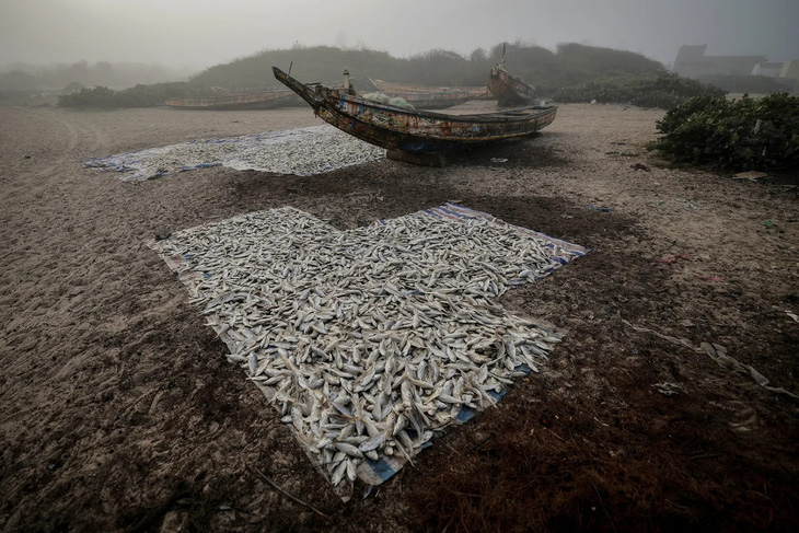 Những mẻ cá phơi khô trên bãi biển ở Fass Boye, Senegal. Hàng chục chiếc thuyền gỗ nằm bờ khi cả trăm ngư dân trong làng đã bỏ nghề biển đi tìm việc khác. Lượng cá giảm trong khi chi phí sống tăng cao đã khiến nhiều người phải bỏ nghề ra khơi - Ảnh: REUTERS