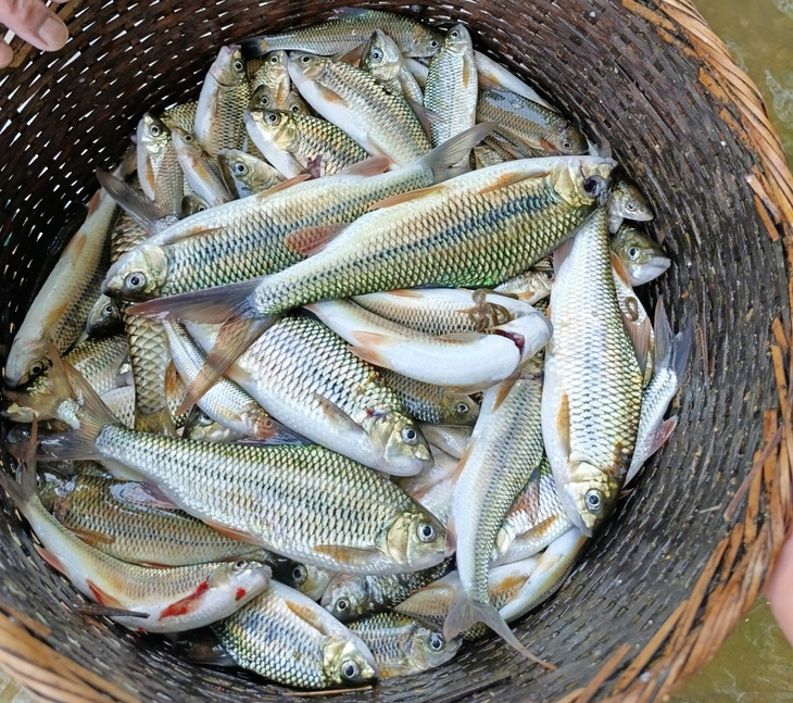 Số cá mà người dân bản Hiết, xã Sơn Thủy, huyện Quan Sơn đánh bắt được ngày 28-4 đều là cá to - Ảnh: LỮ ANH HƯỚNG