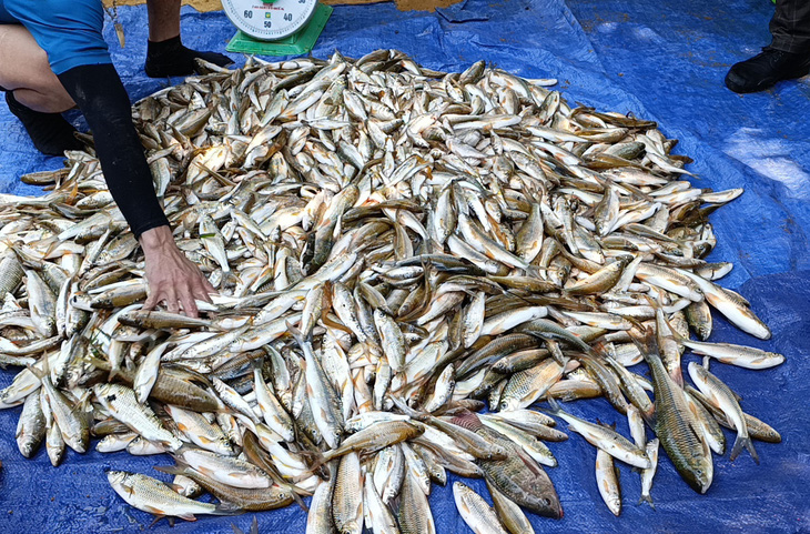 Ngày 28-4, người dân bản Hiết, xã Sơn Thủy, huyện Quan Sơn đánh bắt được hơn 1 tạ cá từ suối Xia - Ảnh: LỮ ANH HƯỚNG