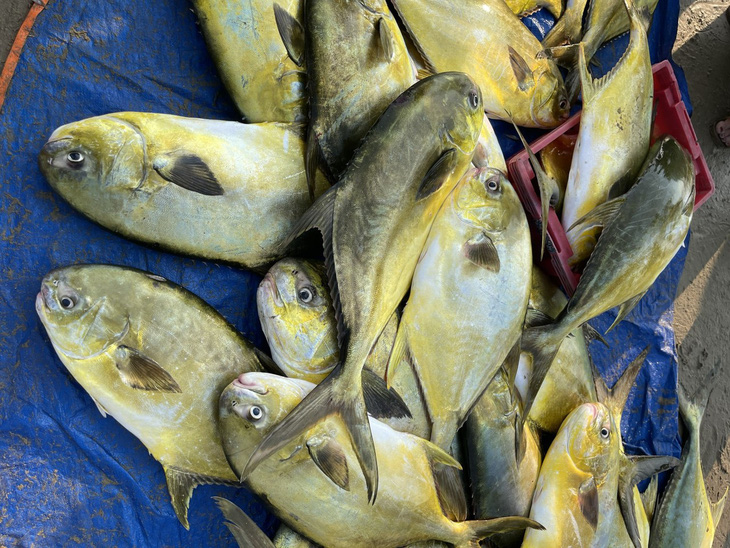 Mẻ cá chim vây vàng có trọng lượng từ 3-12kg/con vừa được nhóm ngư dân ở xã Cẩm Nhượng đánh bắt được - Ảnh: H.A.