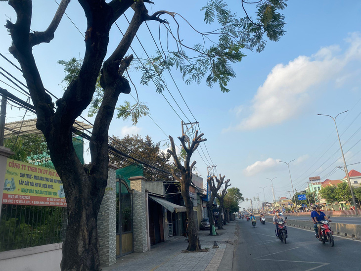 Hàng cây xanh trên quốc lộ 1 (đoạn thuộc quận Bình Tân, TP.HCM) bị cắt trụi nhánh - Ảnh: HỒNG ĐIỆP