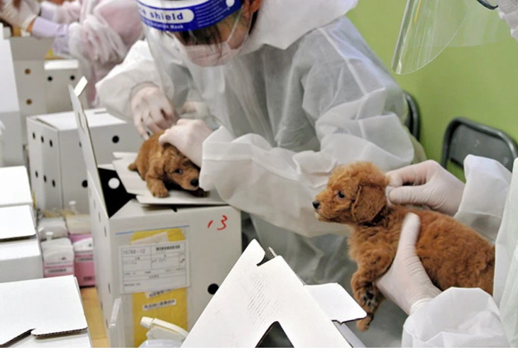 Bác sĩ thú y cấy chip cho chó con và mèo con ở tỉnh Saitama, Nhật Bản vào năm 2021 - Ảnh: THE ASAHI SHIMBUN