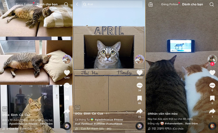 Biểu cảm đáng yêu của những chú mèo trong các clip - Ảnh: YẾN TRINH chụp màn hình
