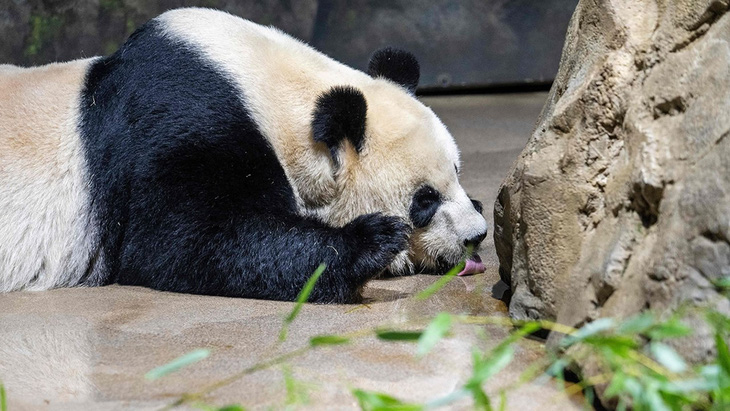 Một chú gấu trúc ở Trung Quốc - Ảnh: China Daily