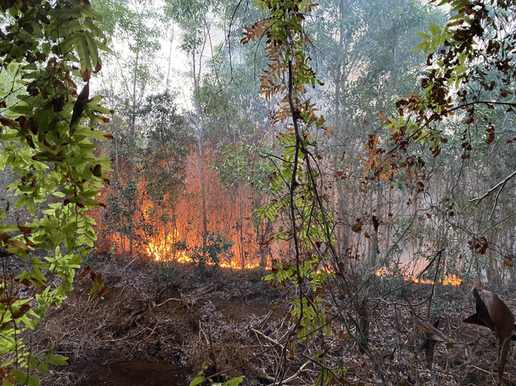 Rừng tràm ở xã Vĩnh Phú, huyện Giang Thành bị cháy - Ảnh: CTV