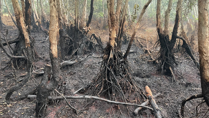 Sau khi khống chế được lửa, nhiều cây tràm bị cháy đen gốc - Ảnh: TIẾN DŨNG