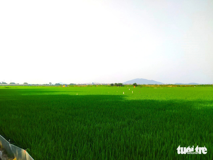 Một cánh đồng lúa ở TP Hà Tĩnh đang đẻ nhánh, cần nước tưới tiêu để lúa phát triển ổn định - Ảnh: LÊ MINH