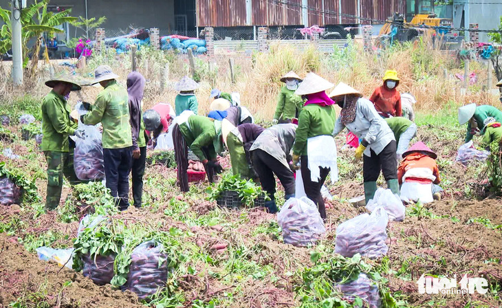 Nông dân tỉnh Gia Lai vào vụ thu hoạch khoai lang giống Nhật Bản - Ảnh: BỒNG SƠN 