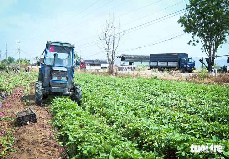 Hiện nay nhiều diện tích trồng khoai lang tại Gia Lai đang bước vào chính vụ thu hoạch - Ảnh: BỒNG SƠN 