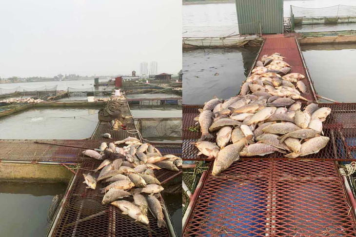 Gần 200 tấn cá lồng sắp cho thu hoạch trên sông Thái Bình, đoạn qua xã Tiền Tiến, TP Hải Dương bất ngờ chết trắng khiến người nuôi thiệt hại tiền tỉ - Ảnh: XUÂN VIỄN