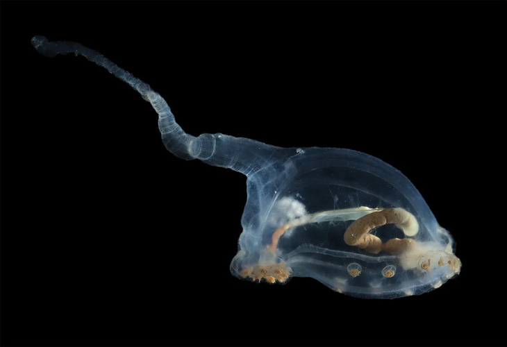 Một sinh vật biển sâu trong suốt có tên gọi unicumber - Ảnh: NHMDeepSea Group