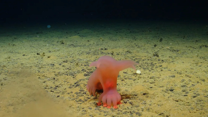 Hải sâm amperima màu hồng, có biệt danh là 