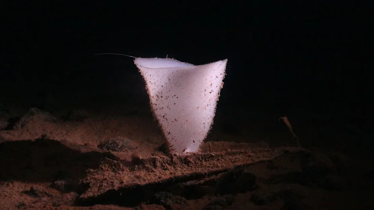Loài bọt biển hình chiếc cốc, được cho là có tuổi thọ lên tới 15.000 năm - Ảnh: NHMDeepSea Group