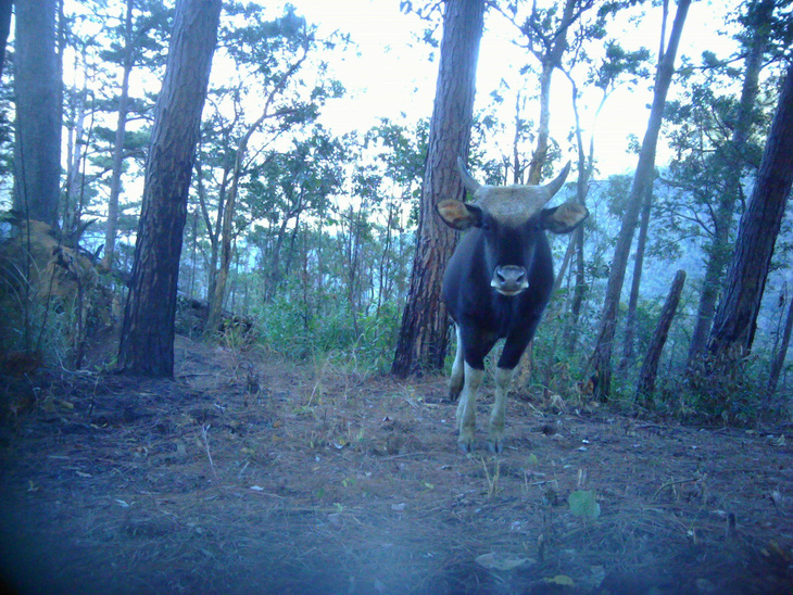 Bò tót được thiết bị bẫy ảnh chụp được trong rừng tự nhiên của Vườn quốc gia Phước Bình - Ảnh: Vườn quốc gia Phước Bình