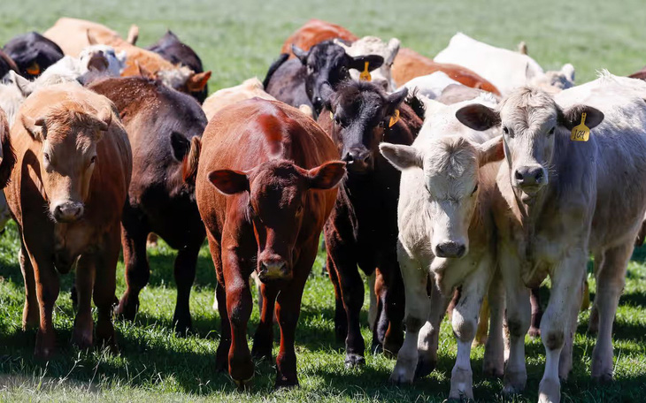 WHO cảnh báo nguy cơ bò ở khắp thế giới bị nhiễm vi rút cúm gia cầm H5N1