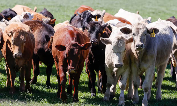 Hơn 30 đàn bò sữa ở Mỹ phát hiện vi rút cúm gia cầm H5N1 kéo theo lời cảnh báo H5N1 lan sang bò ở các quốc gia khác thông qua các loài chim di cư - Ảnh: THE GUARDIAN