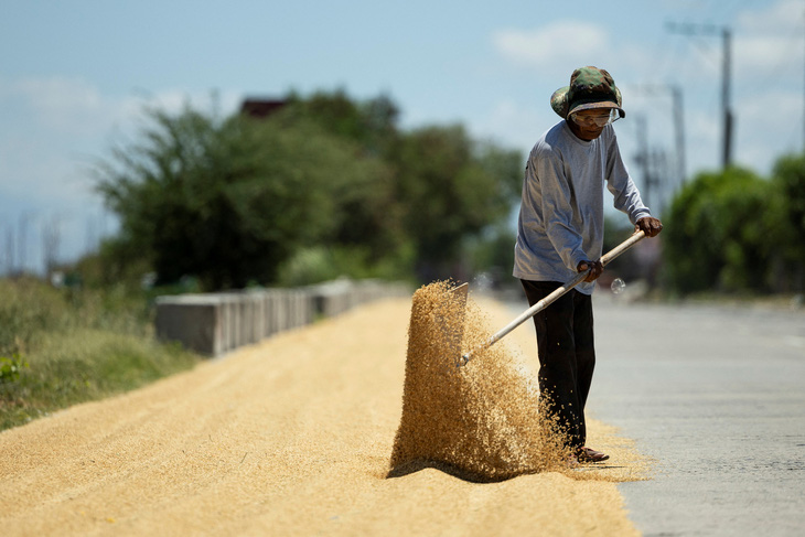 Nông dân phơi lúa bên đường trong ngày nắng nóng ở đô thị Candaba, tỉnh Pampanga, Philippines, ngày 30-4 - Ảnh: Reuters