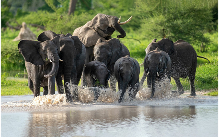 Botswana dọa sẽ đưa 20.000 con voi đến Đức