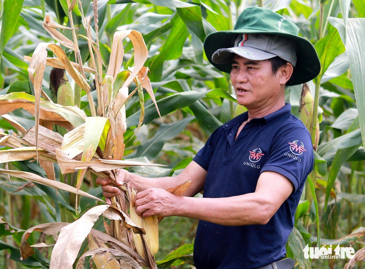 Người dân huyện Hương Khê cho biết hiện tượng cây ngô chết khô xuất hiện vào cuối tháng 3-2024, sau đó lây lan ra diện rộng - Ảnh: LÊ MINH
