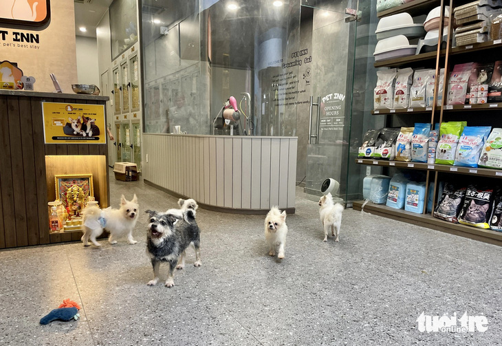 Đàn chó được đưa về cơ sở chăm sóc thú cưng tại phường An Phú, TP Thủ Đức để nuôi tạm thời - Ảnh: CHÂU TUẤN