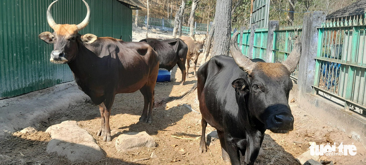 Cá thể bò tót lai được nuôi dưỡng khỏe mạnh tại Vườn Quốc gia Phước Bình - Ảnh: DUY NGỌC