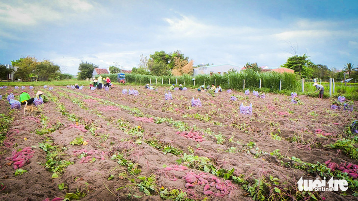 Nông dân huyện Phú Thiện, tỉnh Gia Lai vào vụ thu hoạch khoai lang trong bối cảnh giá tụt không phanh - Ảnh: BẢO ANH 