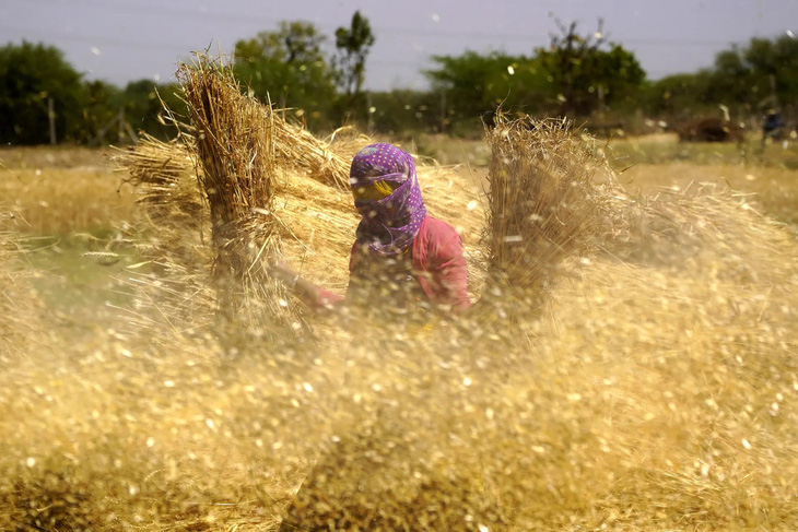 Một nữ nông dân đang cầm trên tay những bó lúa mì vừa thu hoạch trên một cánh đồng làng ở vùng ngoại ô thành phố Ajmer của bang Rajasthan, Ấn Độ - Ảnh: AFP
