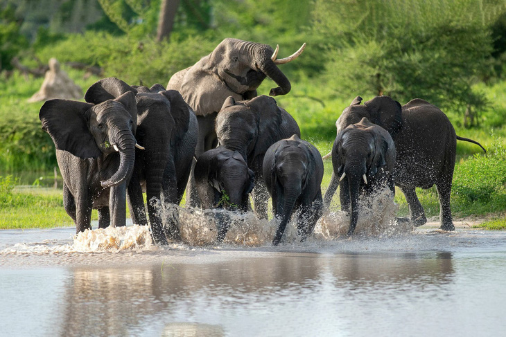 Botswana dọa sẽ đưa 20.000 con voi đến Đức- Ảnh 1.